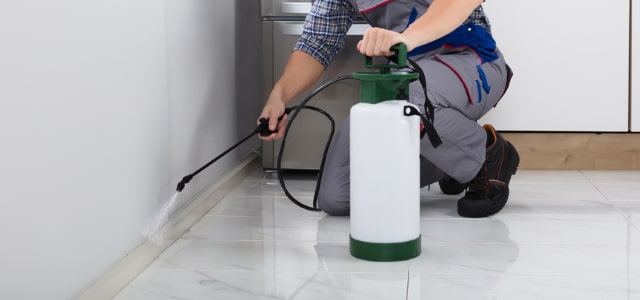 Exterminador de cinches en Washington DC